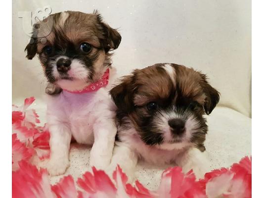 PoulaTo: Longhaired Chihuahuas Για Πώληση CKC Papered